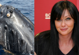 Poprvé od smrti Brendy z Beverly Hills promluvila matka a kamarád: Shannen Doherty se vrátila jako keporkak